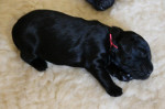 Miss Pink 9 dagen oud